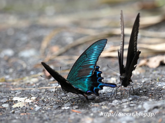 カラスアゲハ4