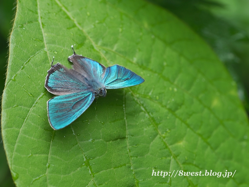 ジョウザンミドリシジミ24