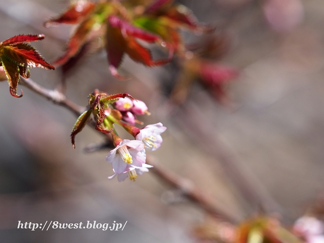 タカネザクラ1