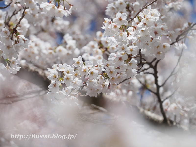 桜8