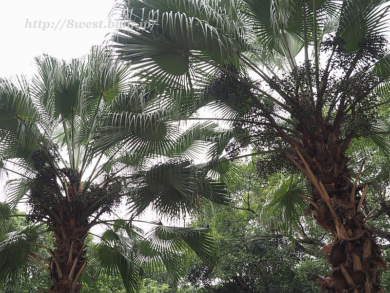文廟02