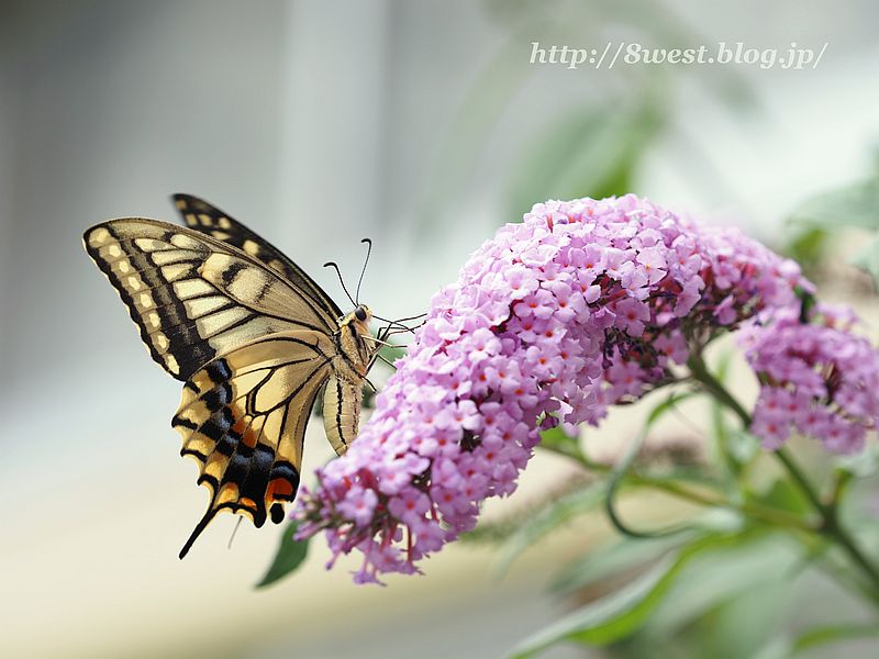 キアゲハ1