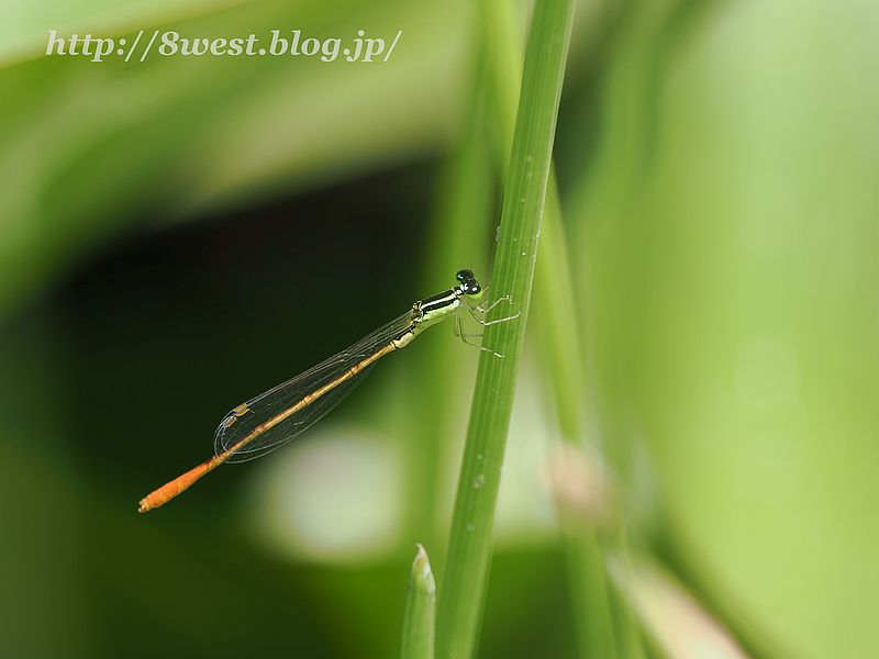 モートンイトトンボ