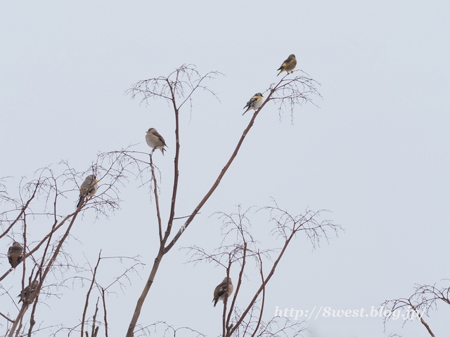 イカル、シメ、アトリ、カワラヒワ