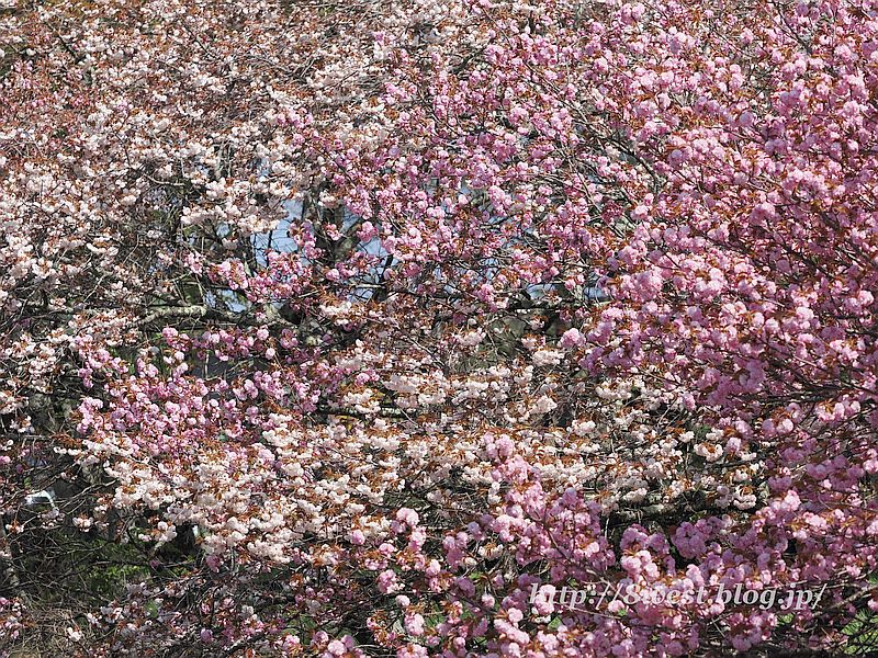 八重桜21