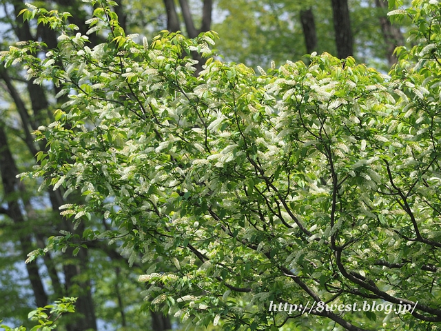 ウワミズザクラ