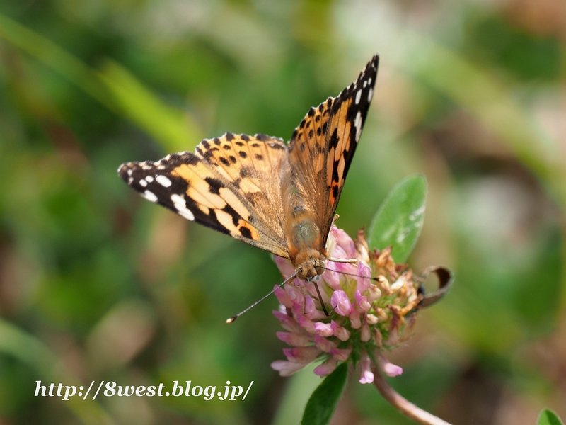 ヒメアカタテハ