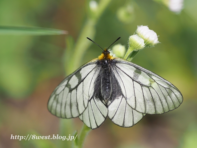 ウスバアゲハ02