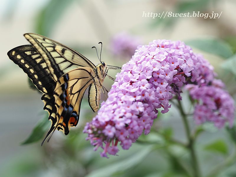 キアゲハ2