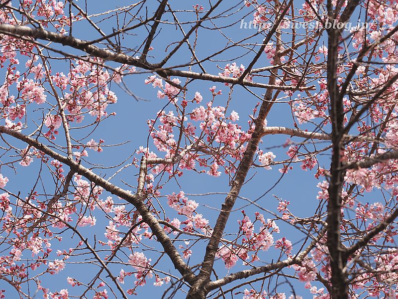 久保桜の子桜1