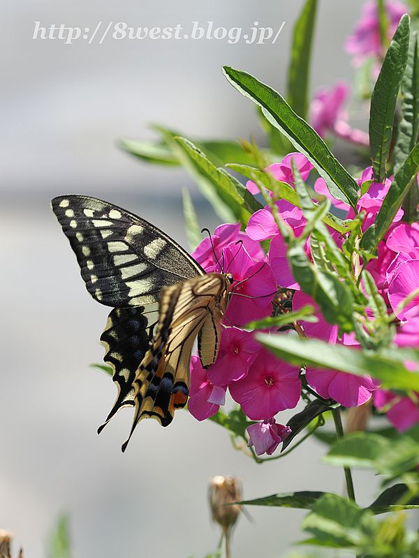 キアゲハ8