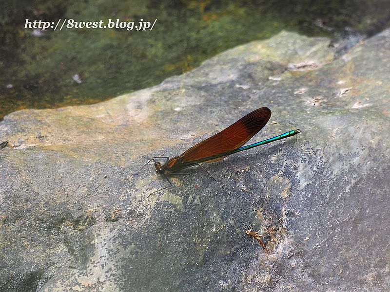 ミヤマカワトンボ2