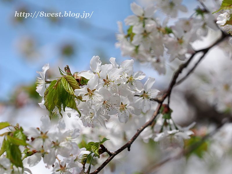 霞桜12