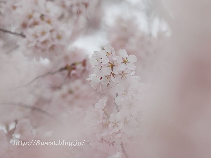 高遠小彼岸桜34