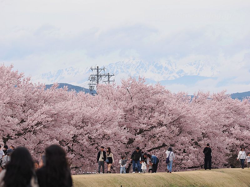 高遠小彼岸桜14