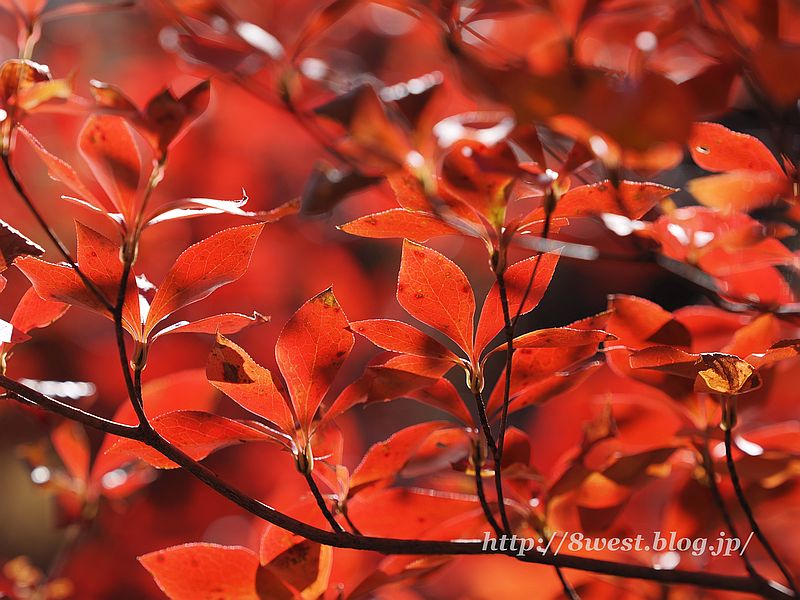 ドウダンツツジ