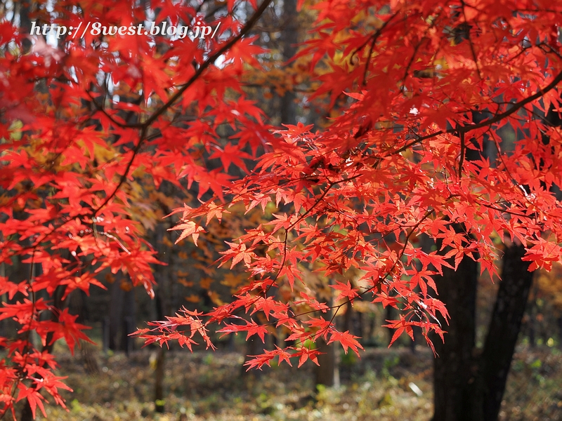 紅葉6