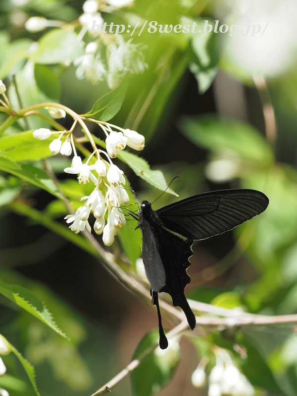 オナガアゲハ10