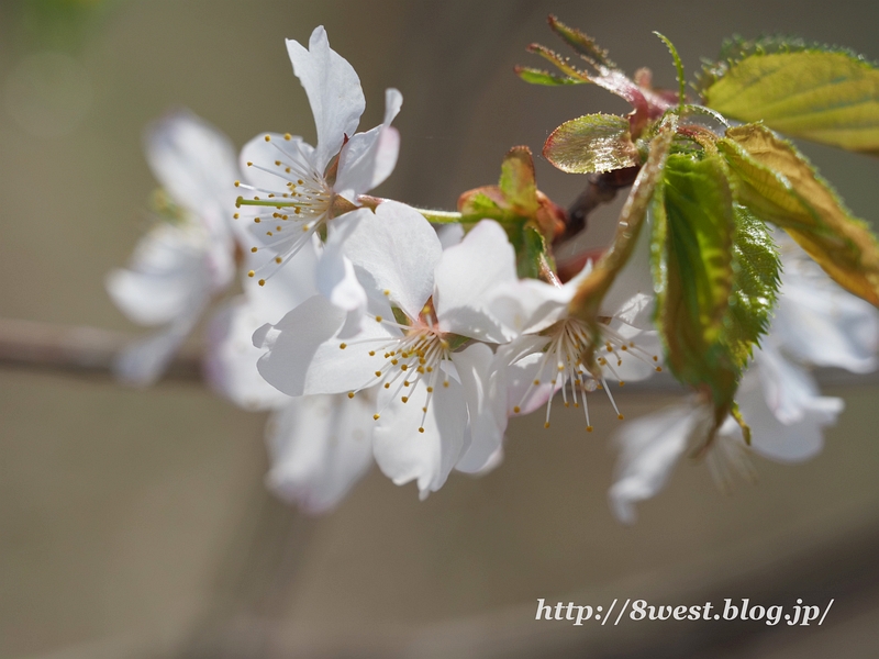 霞桜21