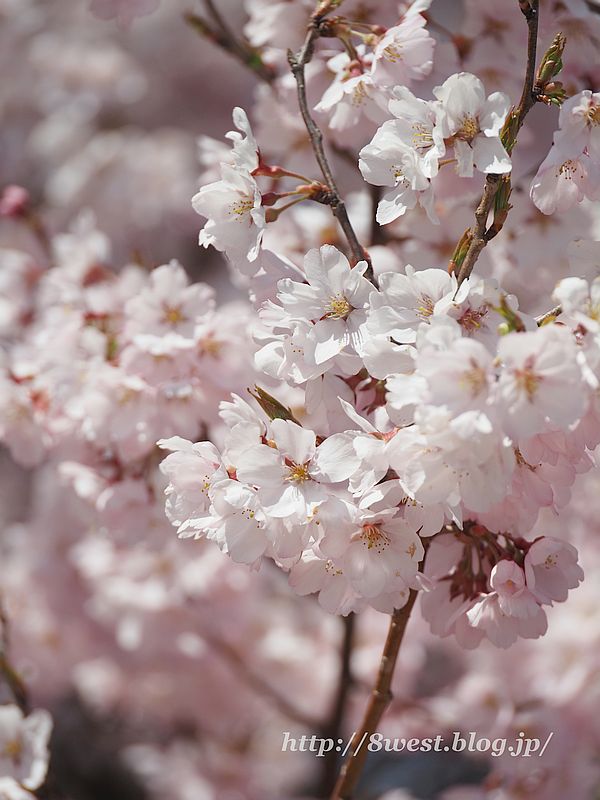 桜24