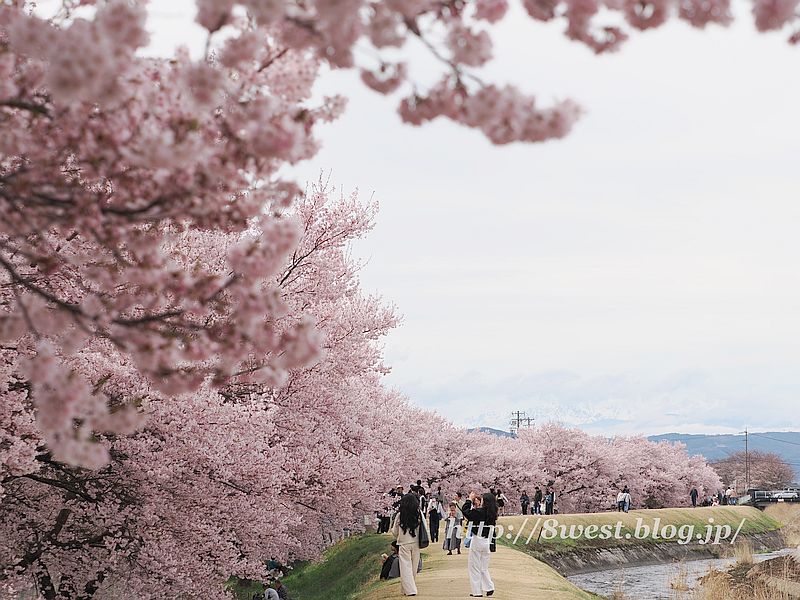 高遠小彼岸桜15