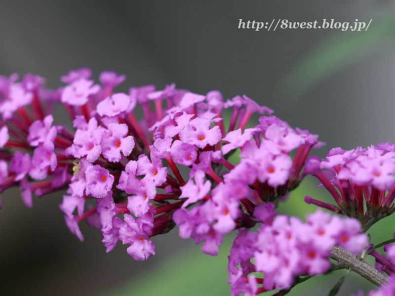 フサフジウツギ