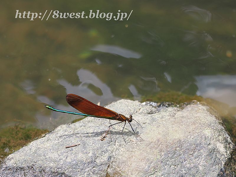 ミヤマカワトンボ10