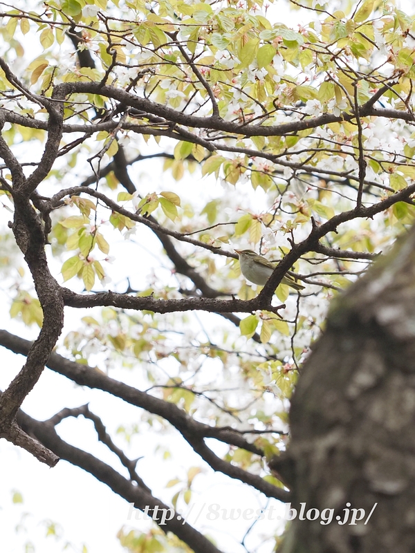 センダイムシクイ