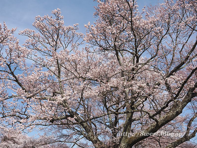 桜09