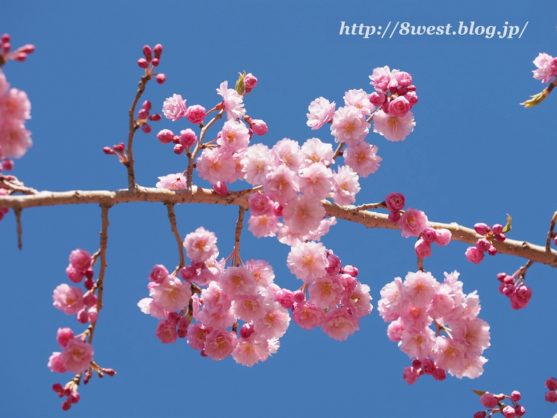 葛窪紅枝垂桜