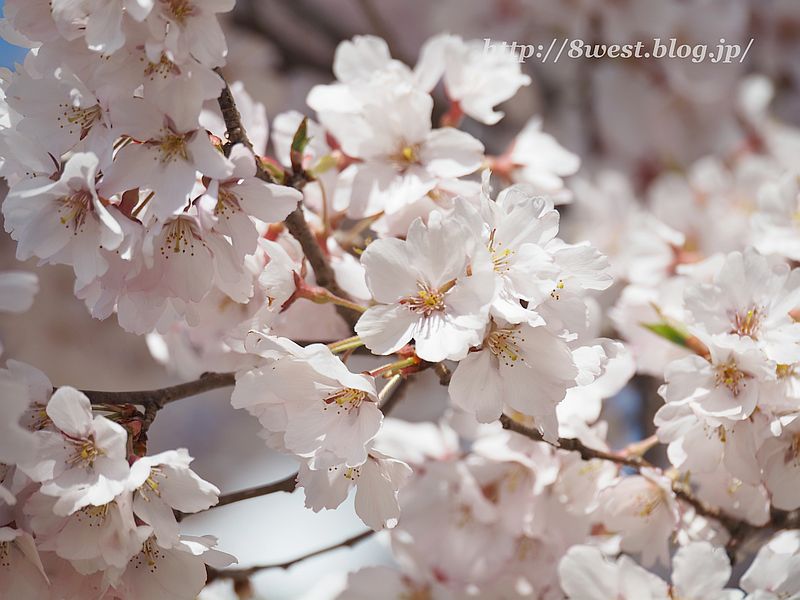桜06