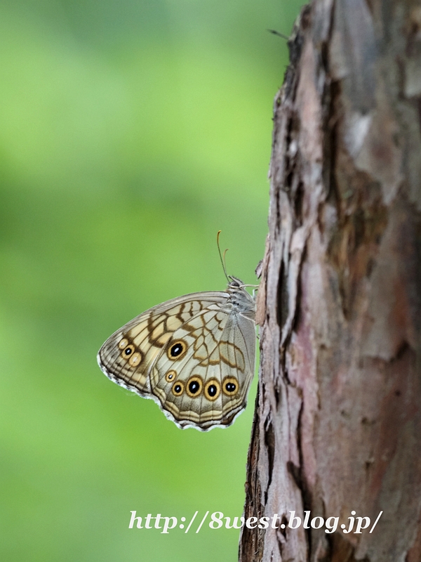 キマダラモドキ5