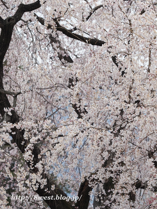 枝垂桜02