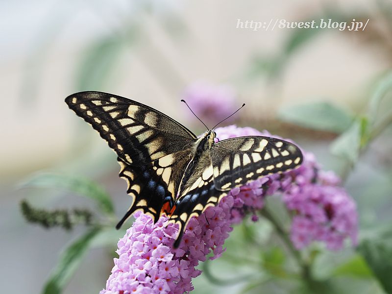 キアゲハ11