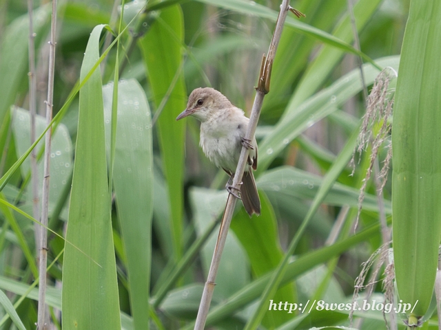 オオヨシキリ1DT