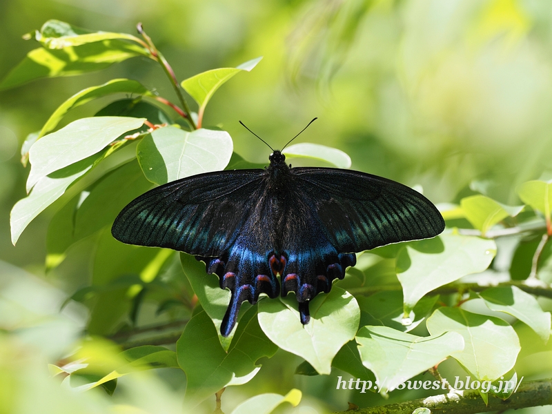 ミヤマカラスアゲハ1