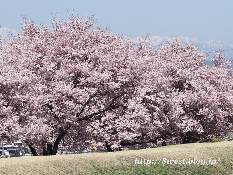 桜と槍ヶ岳2