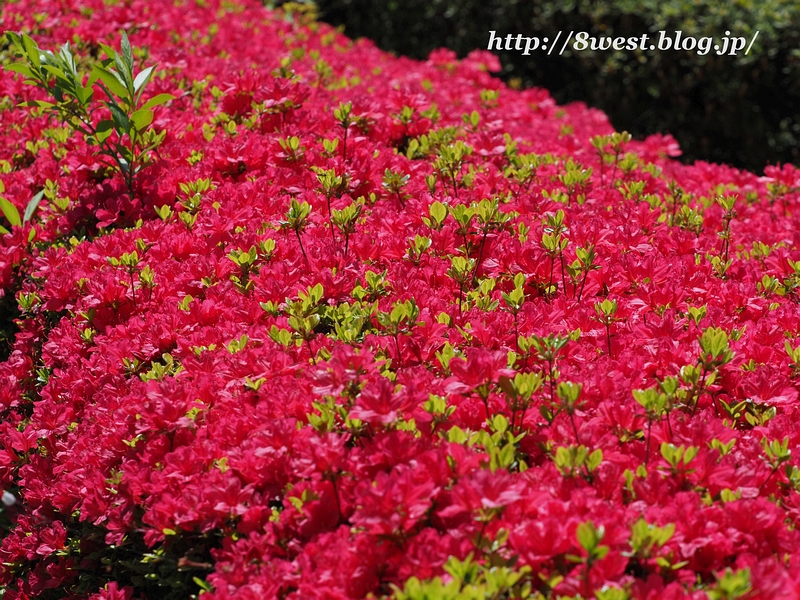 ツツジ2