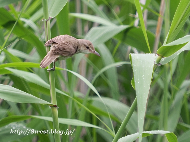 オオヨシキリ2DT