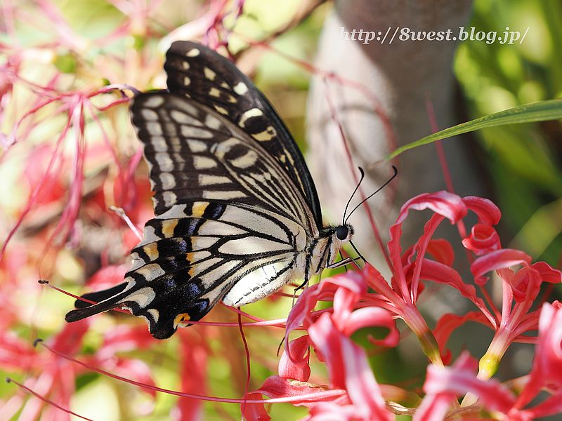 アゲハ16