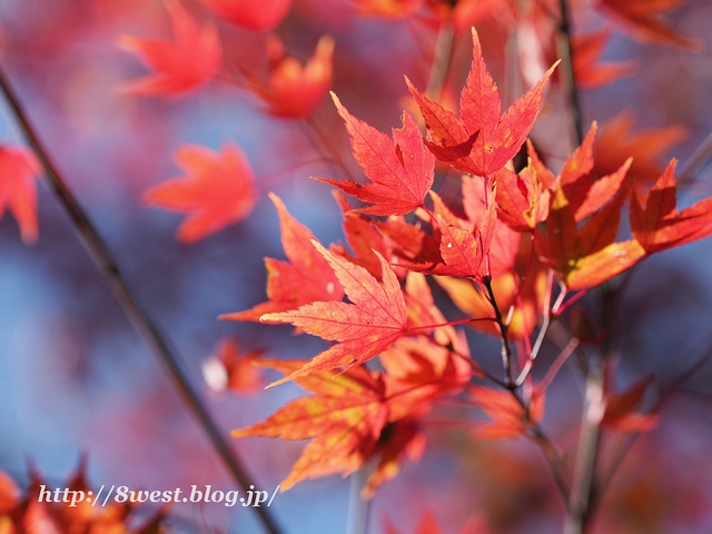 紅葉03
