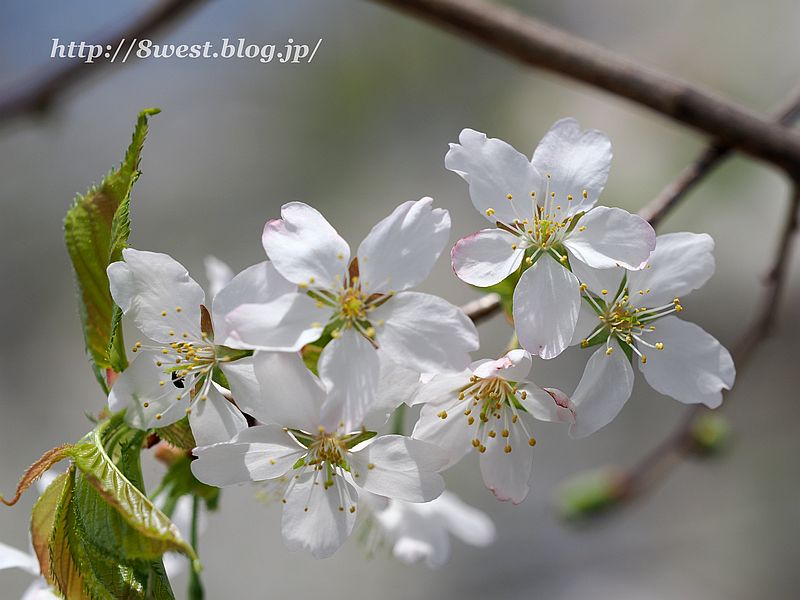 霞桜11