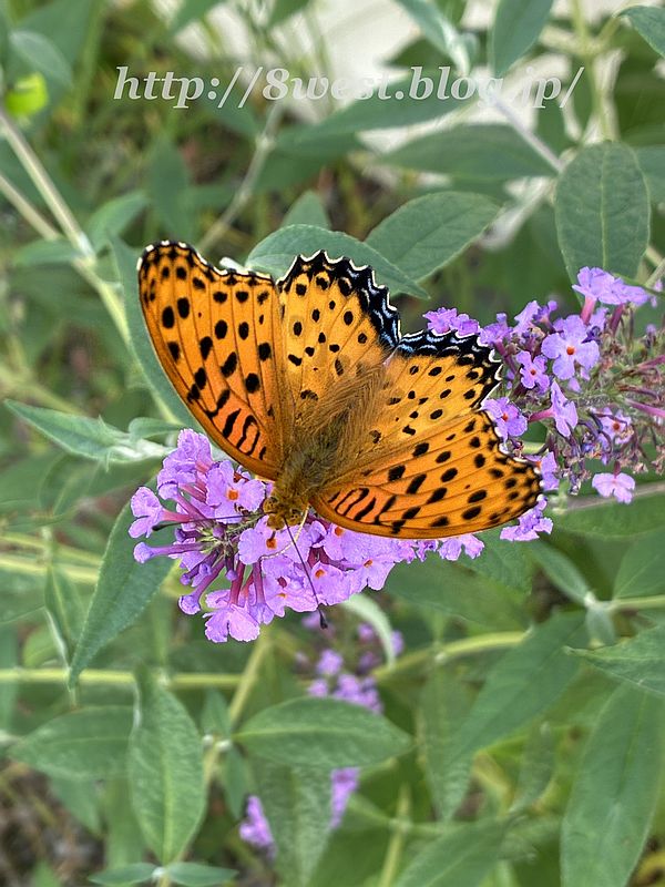 ツマグロヒョウモン2