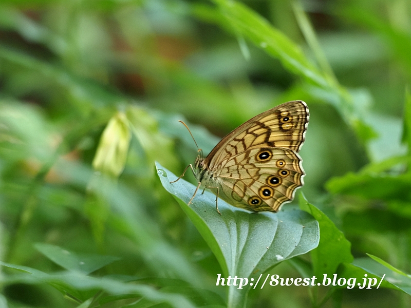 キマダラモドキ1