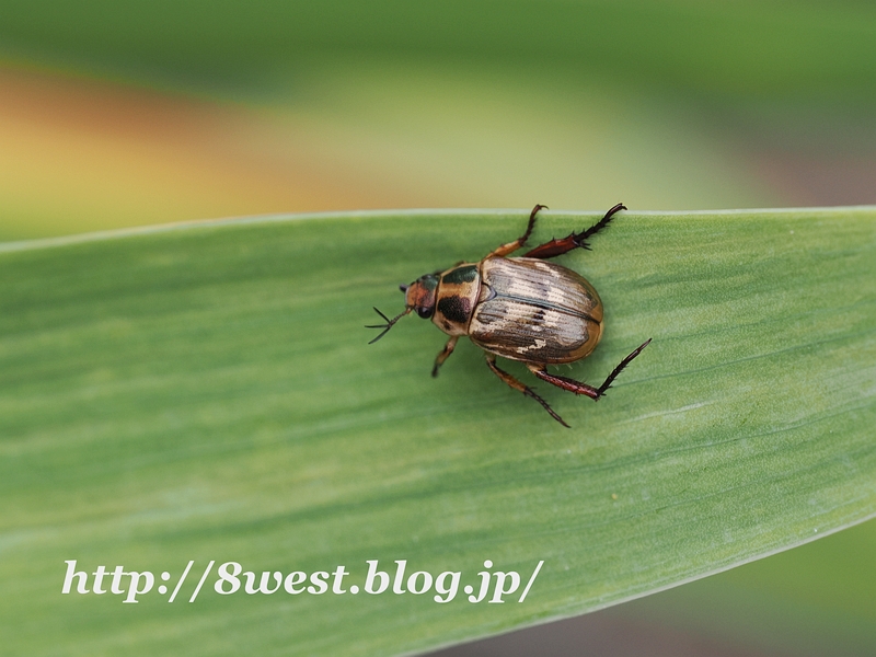 セマダラコガネ