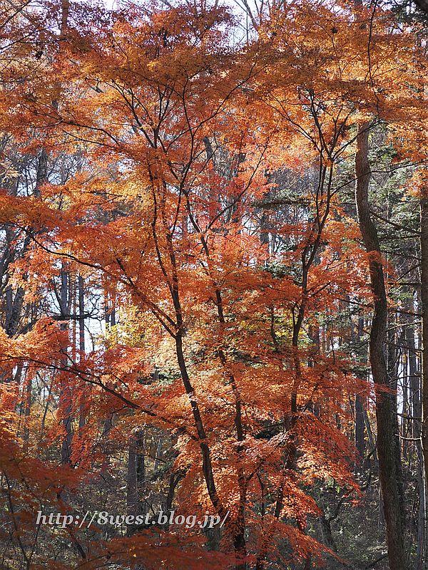 モミジ8