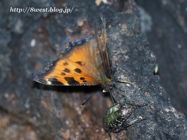 ヒオドシチョウ3