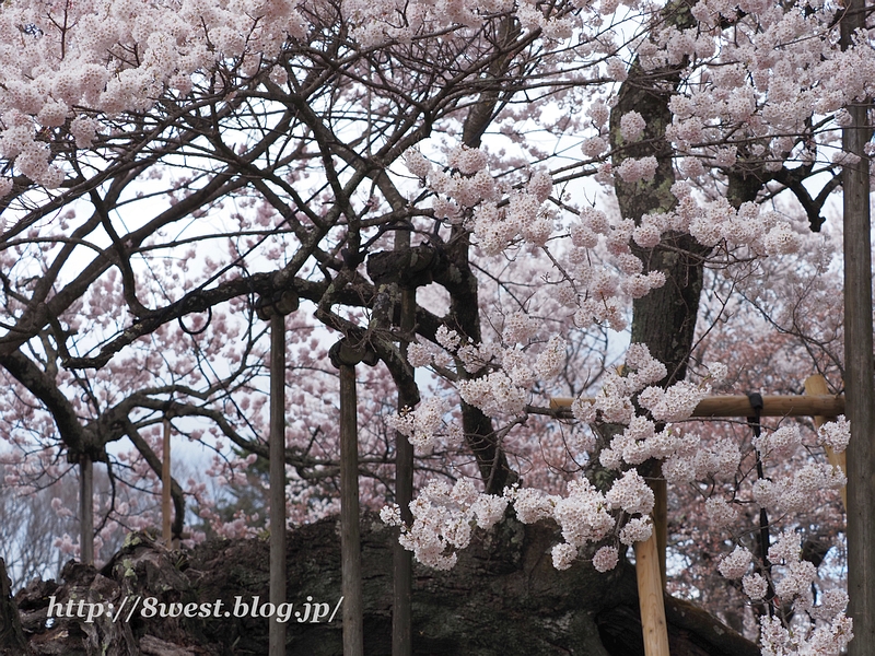 山高神代桜17