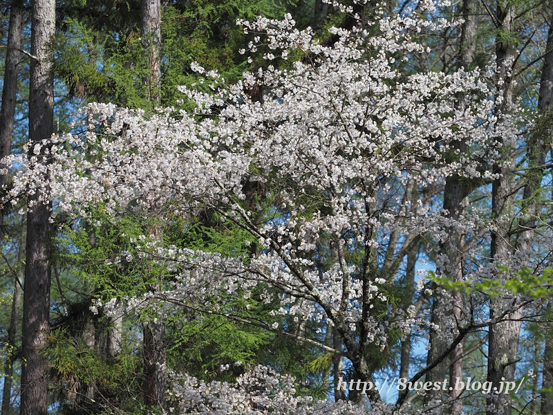 霞桜02