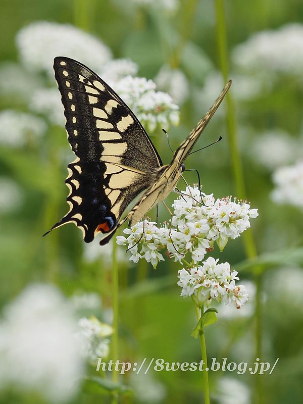 キアゲハ6